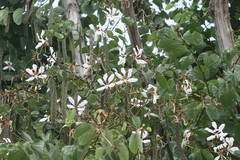 Bauhinia variegata